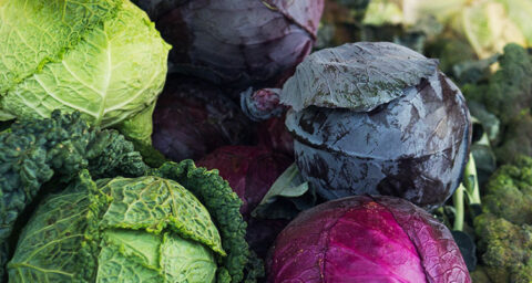 Various Types Of Cabbage 752.jpg
